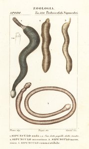 ピーナッツワーム、Sipunculus nudus 1、Siphonosoma cumanense 4など