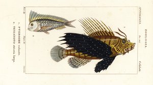 赤ミノカサゴ、Pterois volitans、Pteroide volante 1、および青 blanquillo、Taenianotos latovittatus、Tenianoto striata larga 2 作： Corsi Corsi