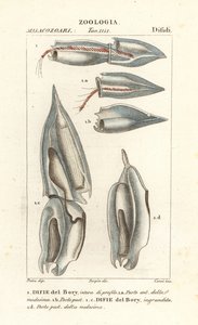 Siphonophores、Diphyes dispar、Diphyes boryi、Difie del Bory