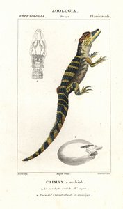 アメリカクロコダイルのメガネカイマンと孵化卵