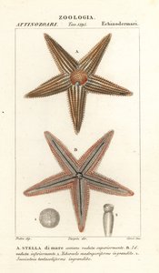 ヒトデや海の星、アステリアス ルーベンス 作： Corsi Corsi