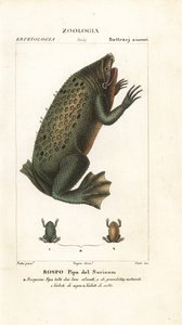 スリナムヒキガエル、ピパピパ