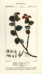 ティーベリー、Gaultheria domingensis 作： Corsi Corsi