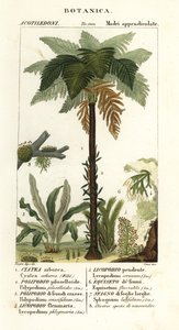 西インドの木生シダ、Cyathea arborea、つるシダ、Microgramma piloselloides 2、優美なシダ、Niphidium crassifolium 3、粗いタッセル シダ、Huperzia phlegmaria 4、スタッグホーン クラブモス、Lycopodiella cernua 5、スギナ 作： Corsi Corsi