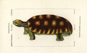 イエローアシガメまたはブラジルゾウガメ、Chelonoidis denticulatus Testudo tabulata Testuginne intarsiata 作： Corsi Corsi