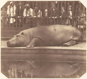 リージェントパーク動物園のヒポポタマス 作： Count de Montizon