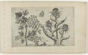 アールベス エン マリアディステル ユリを知る（連載タイトル） 作： Crispijn van de Passe (I) (attributed to)