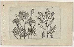 アフリカンマリーゴールドとひよこ豆 Cognoscite lilia (シリーズタイトル) 作： Crispijn van de Passe (I) (attributed to)
