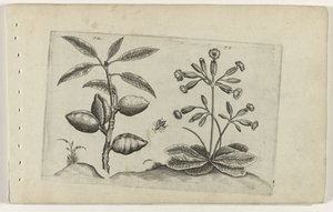 Amandelboom en gulden sleutelbloem ユリを知る（連載タイトル） 作： Crispijn van de Passe (I) (attributed to)