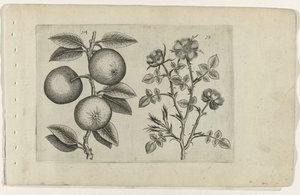 アップルとドッグローズ Cognoscite lilia (シリーズタイトル) 作： Crispijn van de Passe (I) (attributed to)