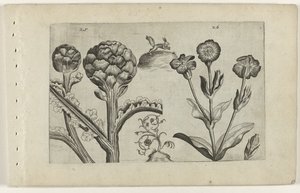 Artisjok en prikneus ユリを知る（連載タイトル） 作： Crispijn van de Passe (I) (attributed to)