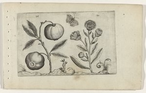 Assyrische appel en goudsbloem ユリを知る（連載タイトル） 作： Crispijn van de Passe (I) (attributed to)