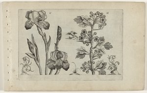 バルディリスとコーラルメイドールン Cognoscite Lily (シリーズタイトル) 作： Crispijn van de Passe (I) (attributed to)