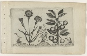 Bolderik en zure kers ユリを知る（連載タイトル） 作： Crispijn van de Passe (I) (attributed to)