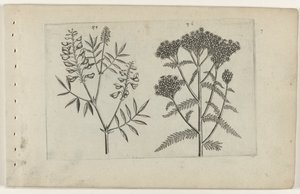 Boswikke en tuizendblad ユリを知る（連載タイトル） 作： Crispijn van de Passe (I) (attributed to)