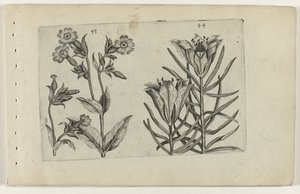 カッコウの花とライ麦のユリ Cognoscite lilia (シリーズタイトル) 作： Crispijn van de Passe (I) (attributed to)