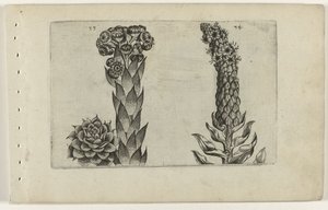 サンダーリーフとモウズイカ Cognoscite lilia (シリーズタイトル) 作： Crispijn van de Passe (I) (attributed to)