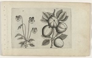 トリコロールバイオレットとアップル Cognoscite lilia (シリーズタイトル) 作： Crispijn van de Passe (I) (attributed to)