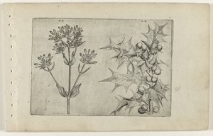 ケンタウリ(?)とヒイラギ Cognoscite lilia (シリーズタイトル) 作： Crispijn van de Passe (I) (attributed to)