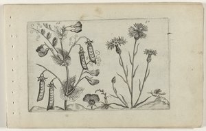 Erwt en korenbloem ユリを知る（連載タイトル） 作： Crispijn van de Passe (I) (attributed to)