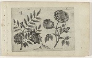 あなたはいる ユリを知る（連載タイトル） 作： Crispijn van de Passe (I) (attributed to)
