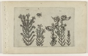 一般的なヒースとほうきの茂み Cognoscite lilia (シリーズタイトル) 作： Crispijn van de Passe (I) (attributed to)