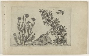 Gewone kamille en zuurbes ユリを知る（連載タイトル） 作： Crispijn van de Passe (I) (attributed to)