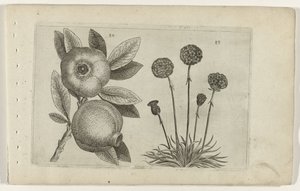 Granaatappel en Engels gras ユリを知る（連載タイトル） 作： Crispijn van de Passe (I) (attributed to)