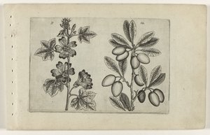 大きなゼニアオイとオリーブの木 Cognoscite lilia (シリーズタイトル) 作： Crispijn van de Passe (I) (attributed to)