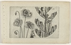 大きなケシとソラマメ Cognoscite lilia (シリーズタイトル) 作： Crispijn van de Passe (I) (attributed to)
