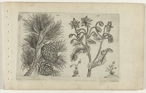 グローブ デン エン ベルナジー ユリを知る（連載タイトル） 作： Crispijn van de Passe (I) (attributed to)