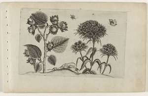ヘーゼルと甘いウィリアム Cognoscite lilia (シリーズタイトル) 作： Crispijn van de Passe (I) (attributed to)