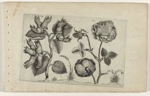 バラのヘーゼル コグノサイト リリー（シリーズタイトル） 作： Crispijn van de Passe (I) (attributed to)