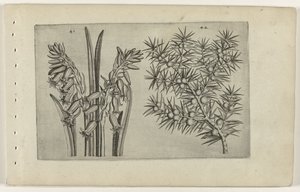 Hyacint en jenerbes ユリを知る（連載タイトル） 作： Crispijn van de Passe (I) (attributed to)