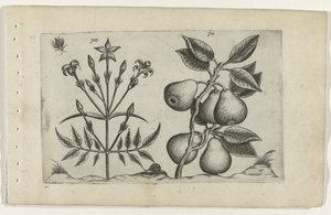 ジャスミンと梨 Cognoscite lilia (シリーズタイトル) 作： Crispijn van de Passe (I) (attributed to)