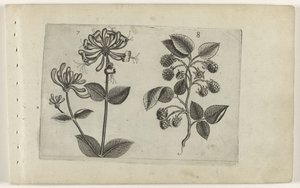 Kamperfoelie en framboos ユリを知る（連載タイトル） 作： Crispijn van de Passe (I) (attributed to)