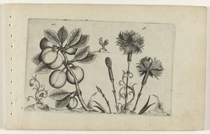 Kerspruit en tuinanjer ユリを知る（連載タイトル） 作： Crispijn van de Passe (I) (attributed to)
