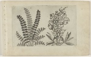 小ヒラメと大鯛 コグノサイト リリア（シリーズタイトル） 作： Crispijn van de Passe (I) (attributed to)