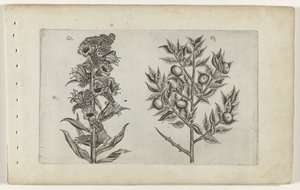 Kromhals en muisdoorn ユリを知る（連載タイトル） 作： Crispijn van de Passe (I) (attributed to)