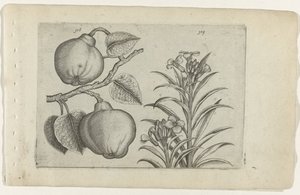 kweepeer en muorbloem コグノーサイトリリア（シリーズタイトル） 作： Crispijn van de Passe (I) (attributed to)