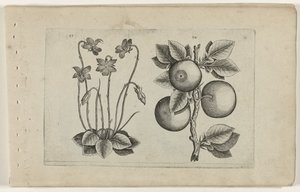 マーチ バイオレットとオレンジ Cognoscite lilia (シリーズタイトル) 作： Crispijn van de Passe (I) (attributed to)