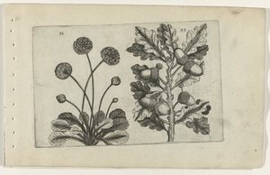 デイジーと有茎のオーク Cognoscite lilia (シリーズタイトル) 作： Crispijn van de Passe (I) (attributed to)
