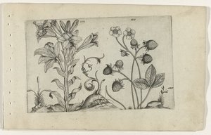 Madonnalelie en aardbei ユリを知る（連載タイトル） 作： Crispijn van de Passe (I) (attributed to)