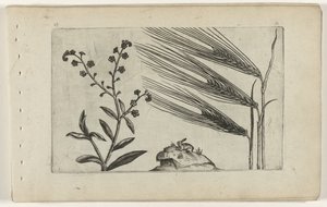 マーシュワスレナグサと大麦 Cognoscite lilia (シリーズタイトル) 作： Crispijn van de Passe (I) (attributed to)