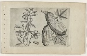 Muskusroos en kommer ユリを知る（連載タイトル） 作： Crispijn van de Passe (I) (attributed to)