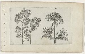 ウォールシダとサボンソウ Cognoscite lilia (シリーズタイトル) 作： Crispijn van de Passe (I) (attributed to)