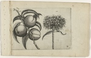 桃と燃える恋 Cognoscite lilia (シリーズタイトル) 作： Crispijn van de Passe (I) (attributed to)