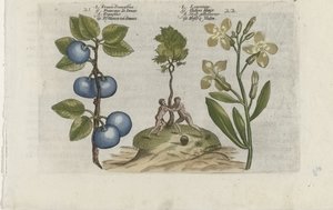 Pruim en muurbloem Pruna Damasena / Leucojum (オブジェクトのタイトル) ユリを知る（連載タイトル） 作： Crispijn van de Passe (I) (attributed to)