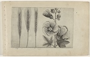 ロゲ・エン・ストクロース ユリを知る（連載タイトル） 作： Crispijn van de Passe (I) (attributed to)