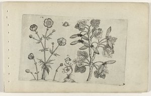 シャープなキンポウゲとフィールド メープル Cognoscite lilia (シリーズタイトル) 作： Crispijn van de Passe (I) (attributed to)